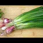 कांदापात 1 नग