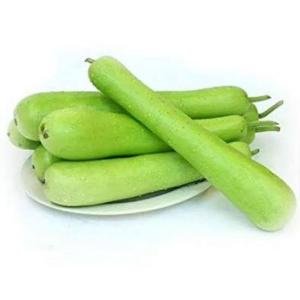 दुधी भोपाळ १ नग