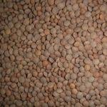 मसूर १ किलो