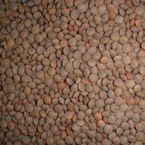 मसूर १ किलो